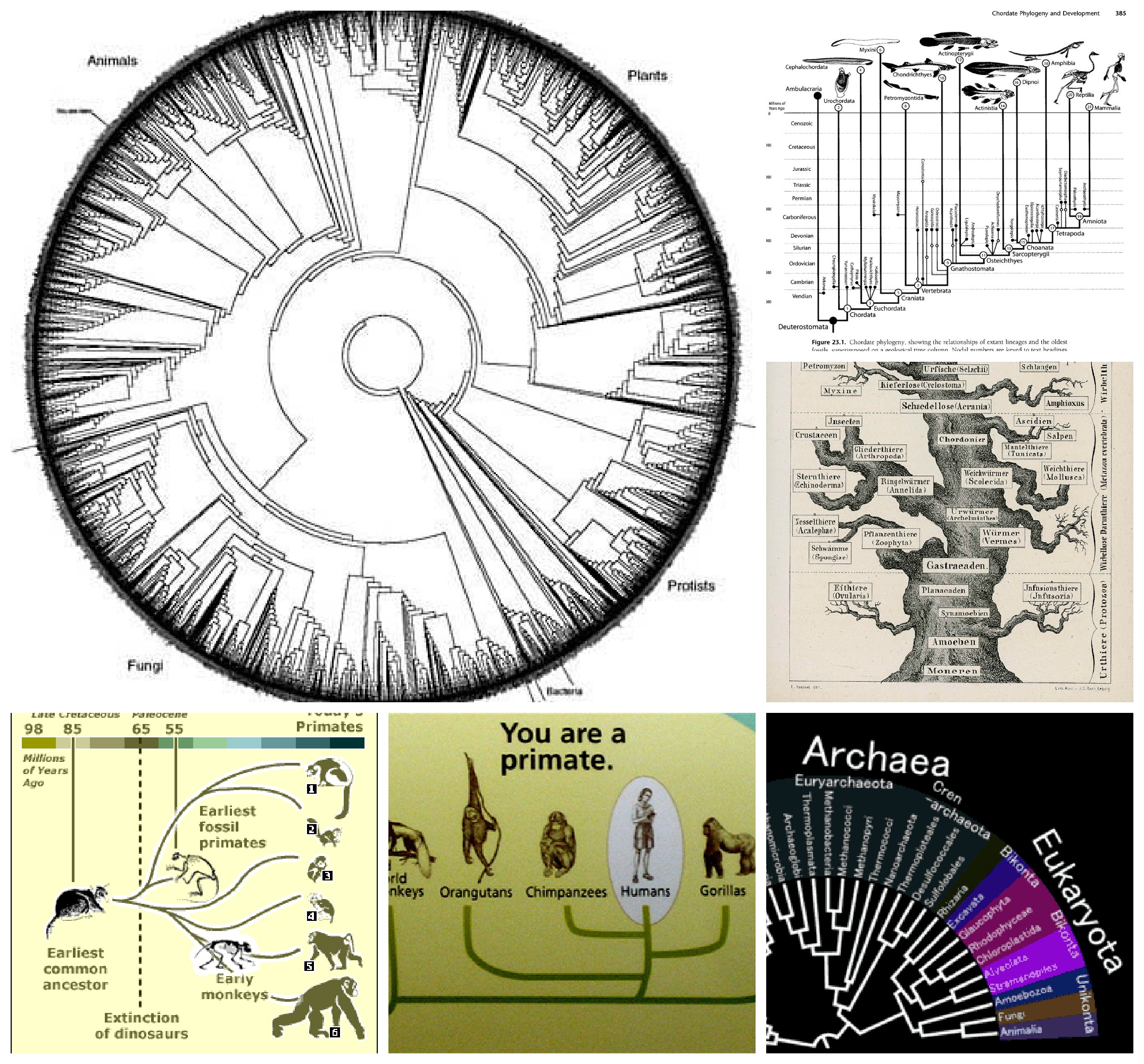 PhyloCollage